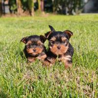 Yorkshire cuccioli con pedigree