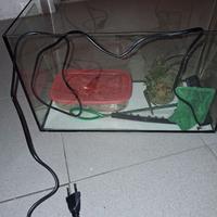 Acquario per pesciolini rossi