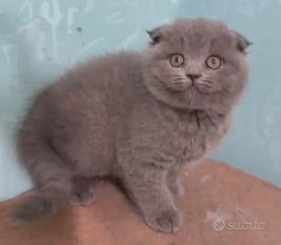 Scottish Fold Blu Femmina