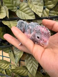 Cacatua rosecapilla da imbecco