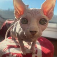 Canadian Sphynx femmina