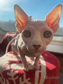 Canadian Sphynx femmina