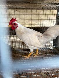 Galline