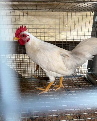 Galline