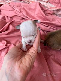 Chihuahua