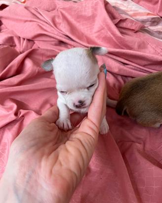 Chihuahua