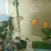  acquario completo 