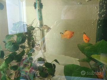  acquario completo 