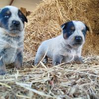 Cattle Dog cuccioli