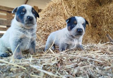 Cattle Dog cuccioli
