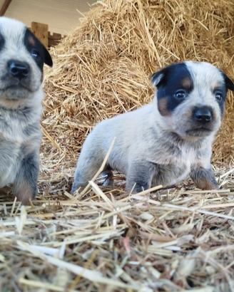 Cattle Dog cuccioli