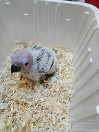 Pullo di conuro del sole