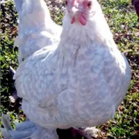 Galline ornamentali