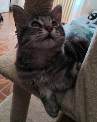 Cucciola incrocio Maincoon