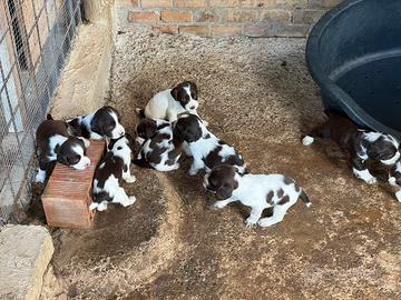 Cuccioli di Springer