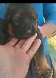 Cuccioli di pastore tedesco