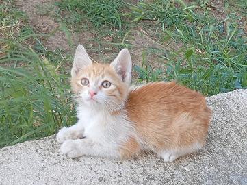 Gattino razza Europea