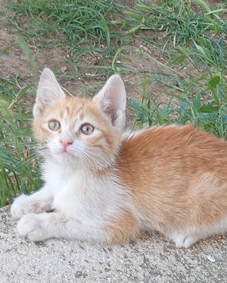 Gattino razza Europea