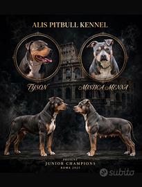American Pitbull terrier tricolore