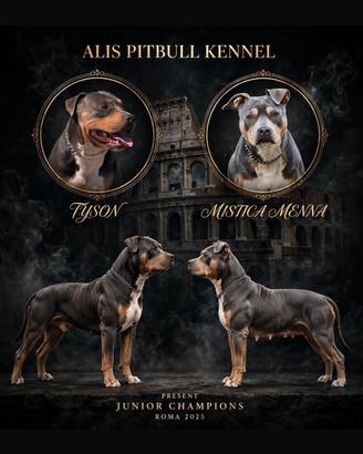 American Pitbull terrier tricolore