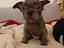 Immagine 4