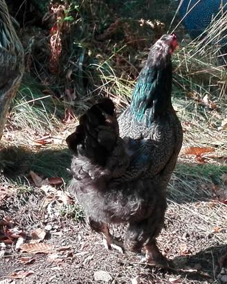 Galline brhama di un anno