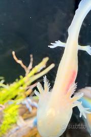 Axolotl