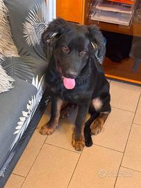 Cucciolo di cane