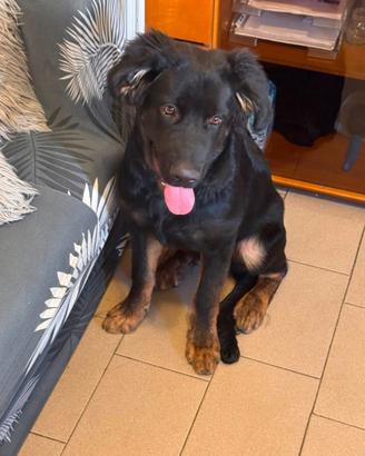 Cucciolo di cane