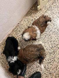 Cuccioli Shih-tzu due mesi