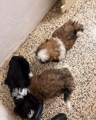 Cuccioli Shih-tzu due mesi