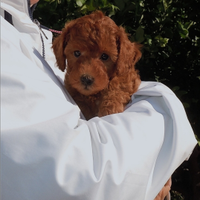 Barboncini toy e mini toy