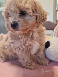 Maltipoo toy
