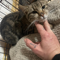 Natalino e Cooper gattini di 4 mesi