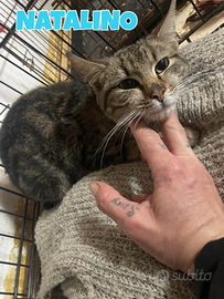 Natalino e Cooper gattini di 4 mesi