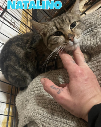 Natalino e Cooper gattini di 4 mesi