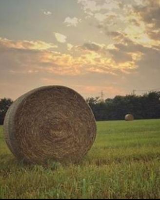 Fieno in rotoballe 