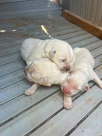 Cuccioli di Maremmano