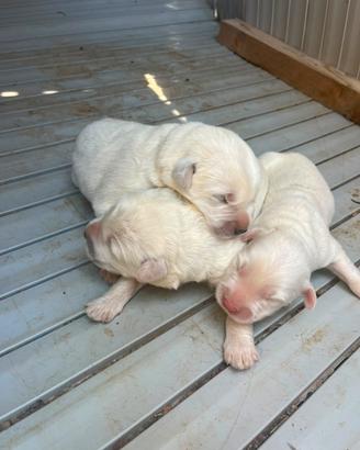 Cuccioli di Maremmano