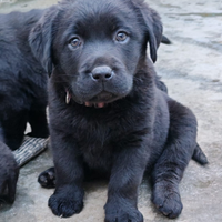 Cuccioli di Labrador