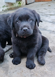 Cuccioli di Labrador