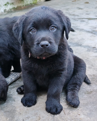 Cuccioli di Labrador
