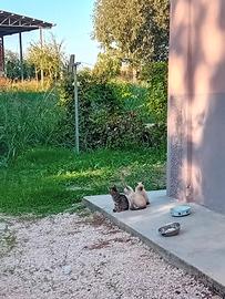 Animali