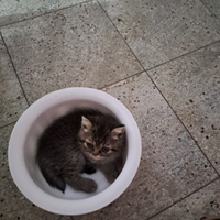 3 mici 2 maschi e 1 femmina