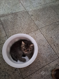 3 mici 2 maschi e 1 femmina