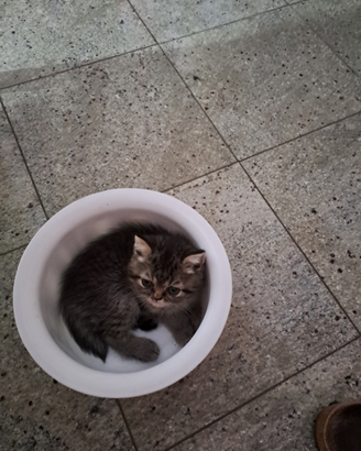 3 mici 2 maschi e 1 femmina