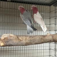 Cacatua, ara ed altri pappagalli