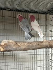 Cacatua, ara ed altri pappagalli