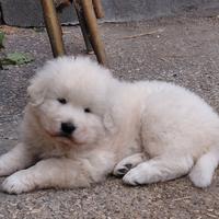 Cuccioli di pastore abruzzese