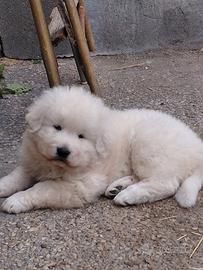 Cuccioli di pastore abruzzese